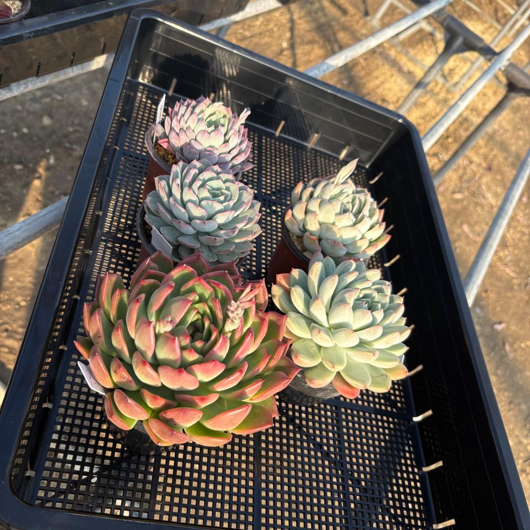 ☆彩乃助☆様 5点おまとめ