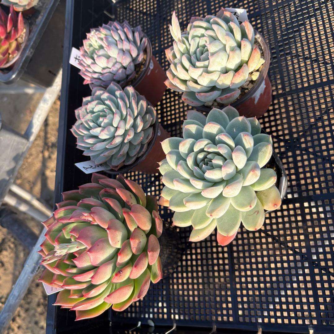 ☆彩乃助☆様 5点おまとめ