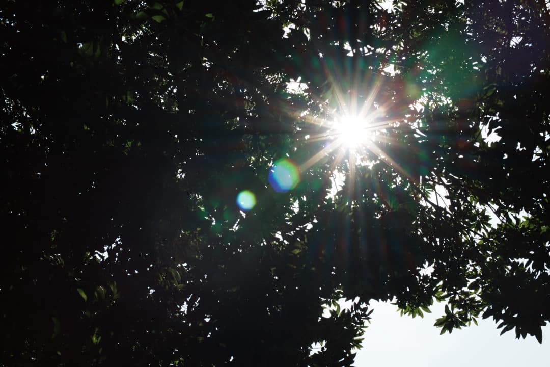 【極美品】動作◎ ニコン　Ai Nikkor 50mm F1.4 169