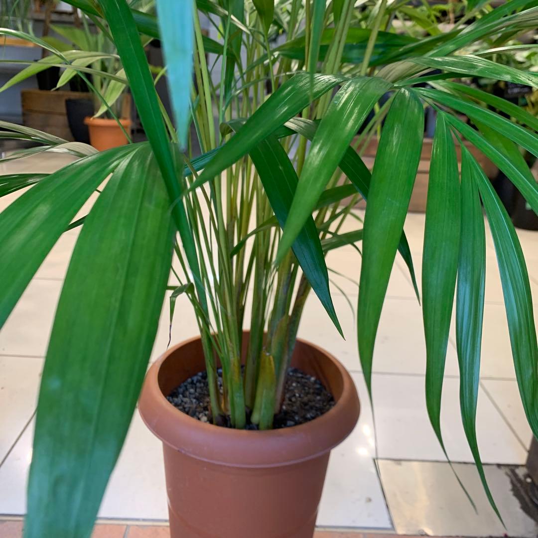 アレカヤシ 8号