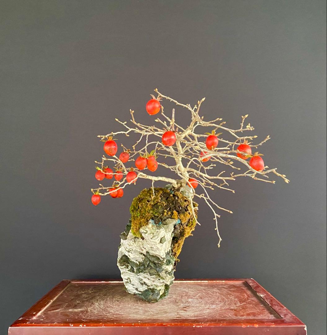 白木盆栽園　老爺柿　高さ45センチ　ロウヤガキトキワガキ常盤柿観葉植物 盆栽