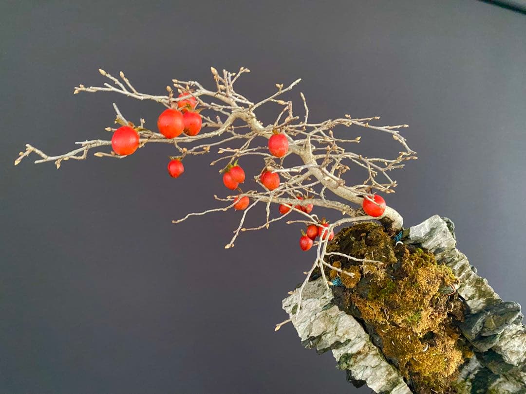 白木盆栽園　老爺柿　高さ45センチ　ロウヤガキトキワガキ常盤柿観葉植物 盆栽