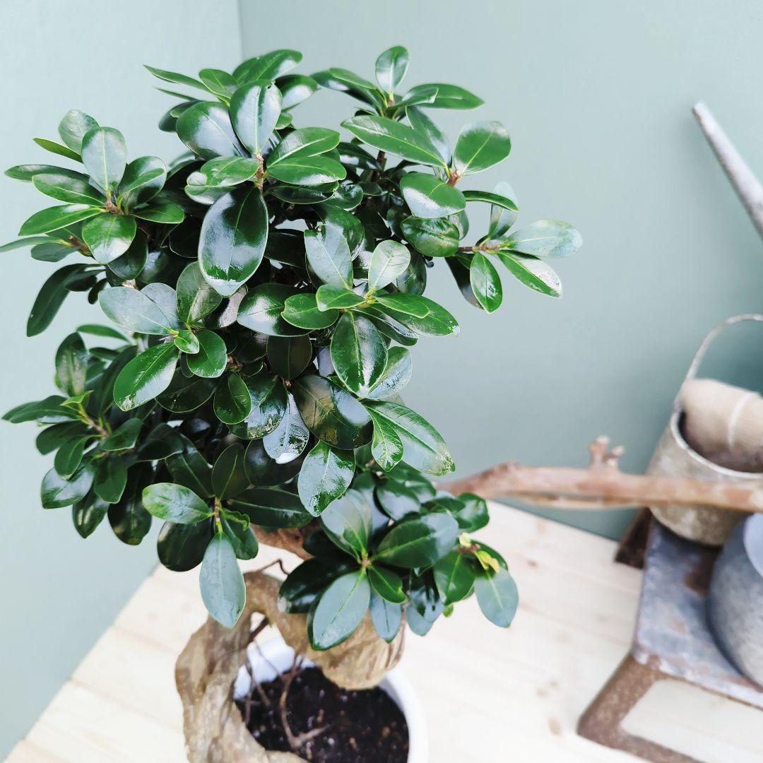 c63amg (現品)昇り龍 曲がり 根上８号