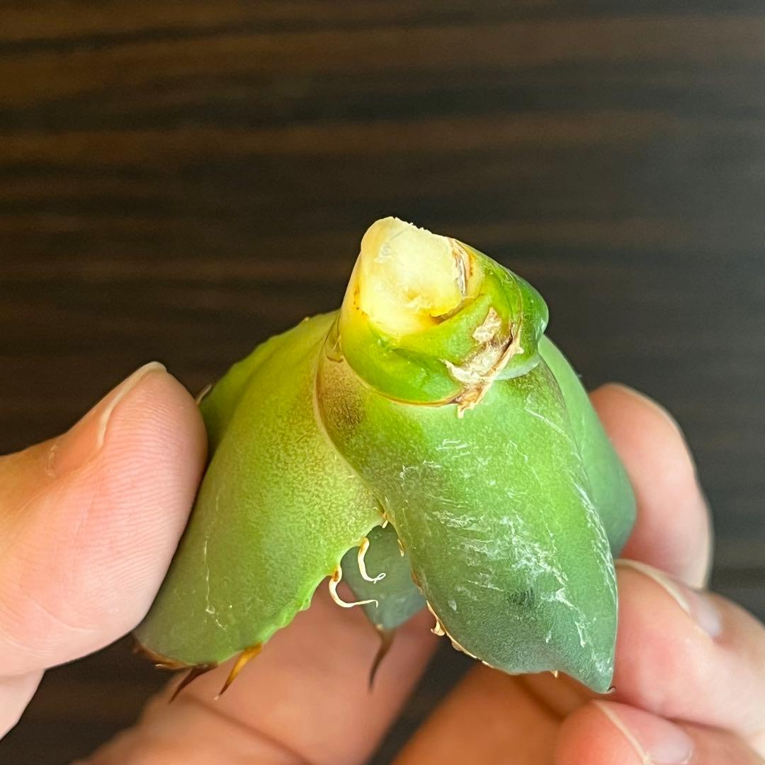 アガベ オアハカ現地株 子株 超陽炎