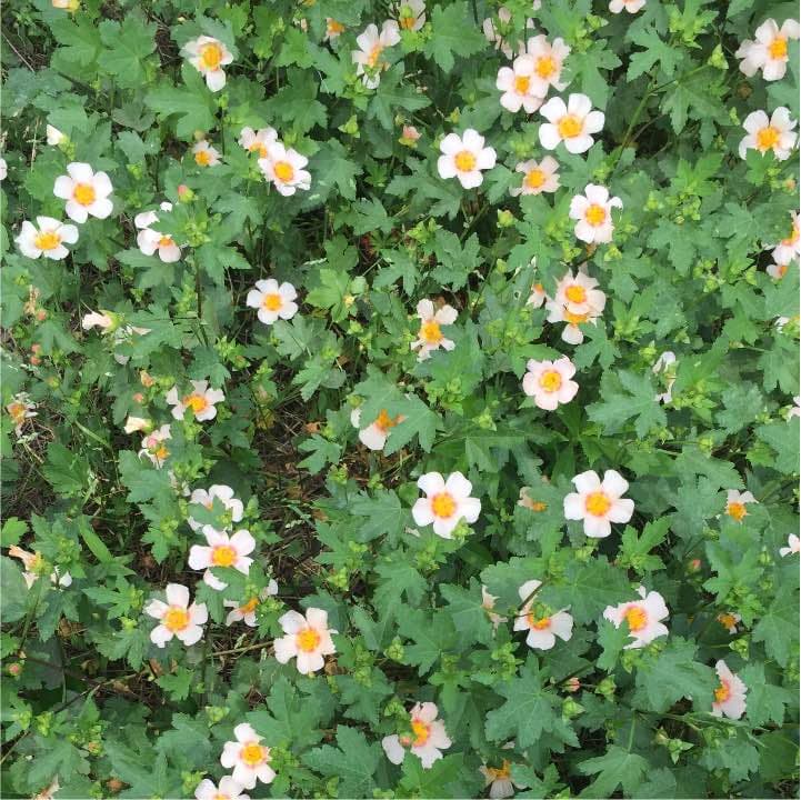 マルバストラム確認用