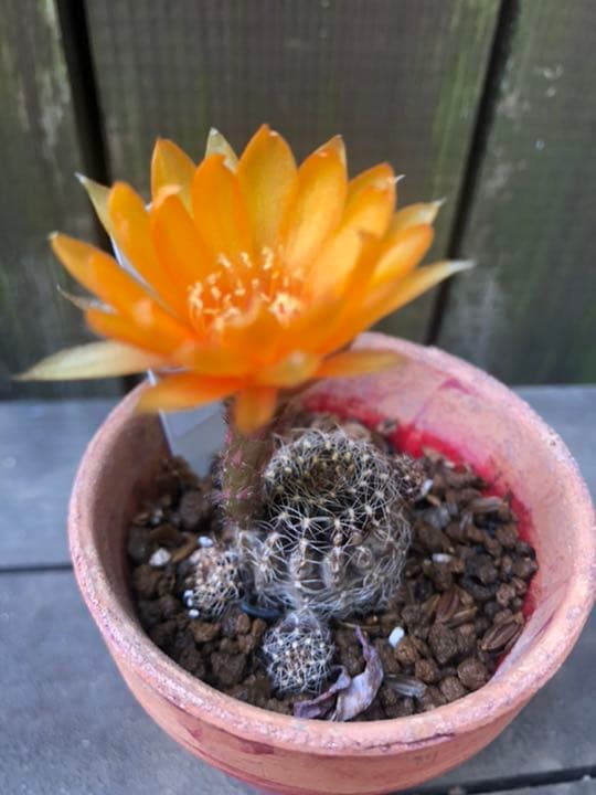 サボテン アラクナカンサ♪抜き苗 799円
