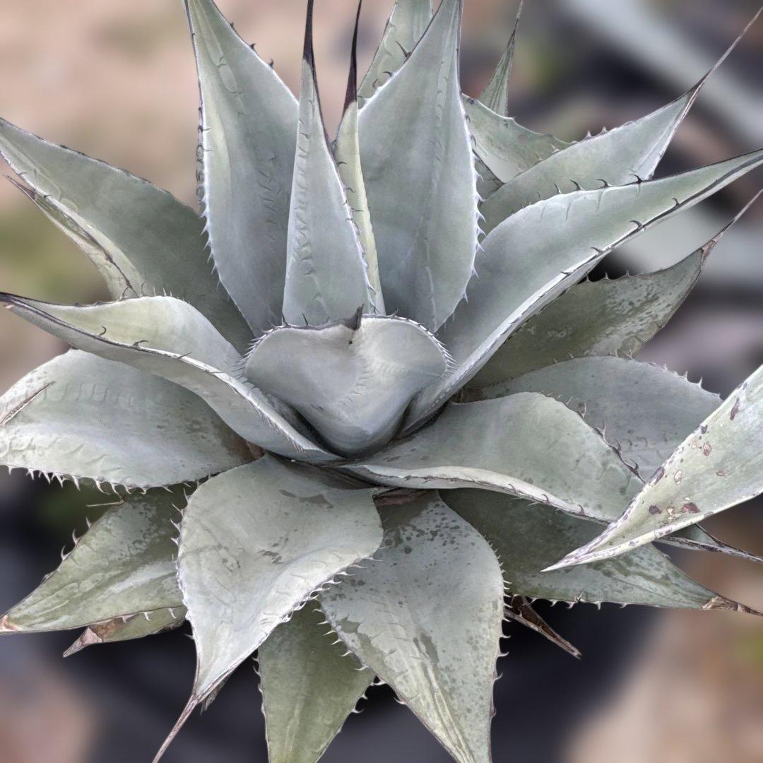 アガベ　地植え　大株　パリー　オバティフォリア　アメリカーナ　ドライガーデン