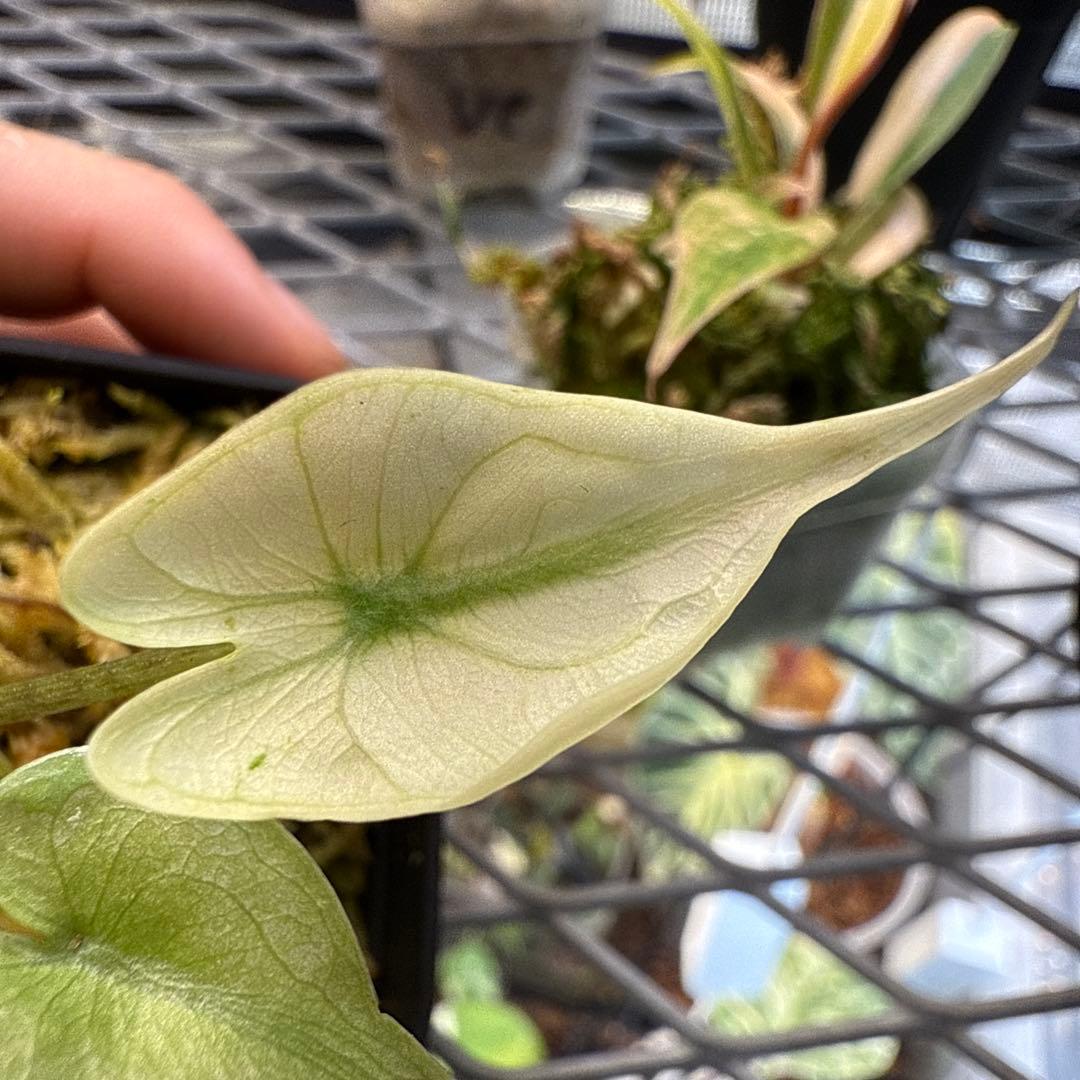 り*く様 格安 アロカシア スティングレイ アルボ