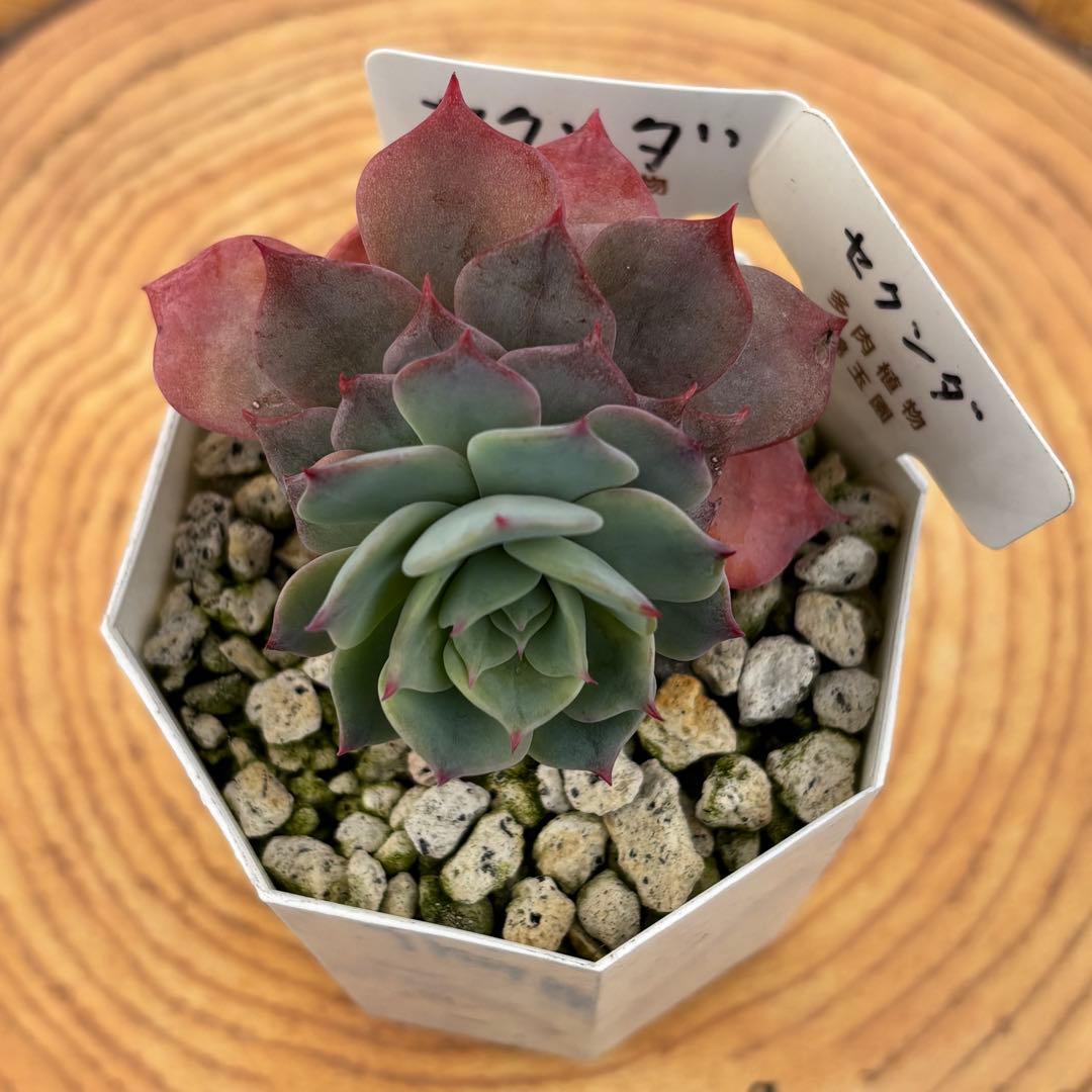 6.【札付き】ホーリンゼ×ラウィ Beehouse 多肉植物 エケベリア