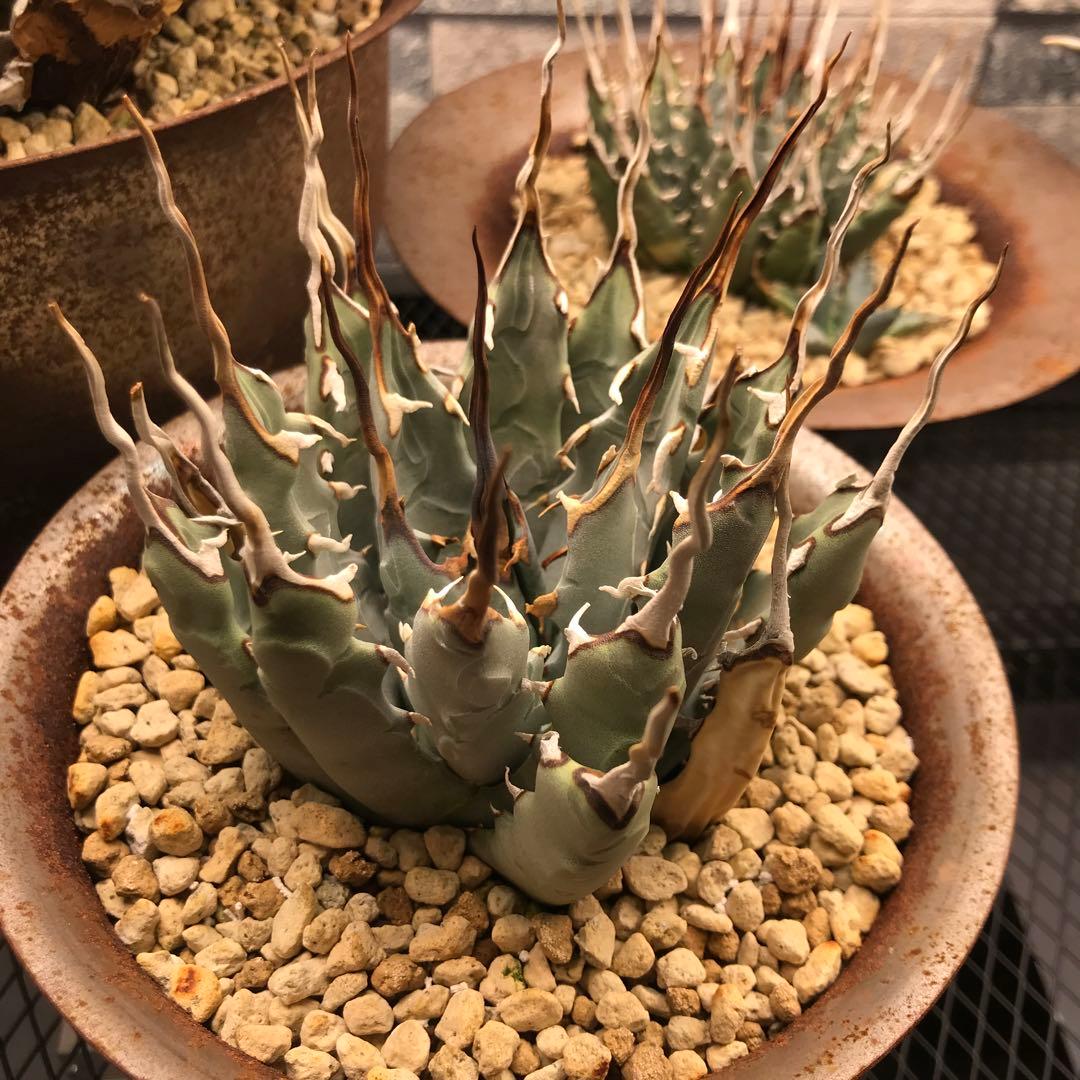 M&M MASSES 鉢付き　陽炎 ユタエンシス エボリスピナ