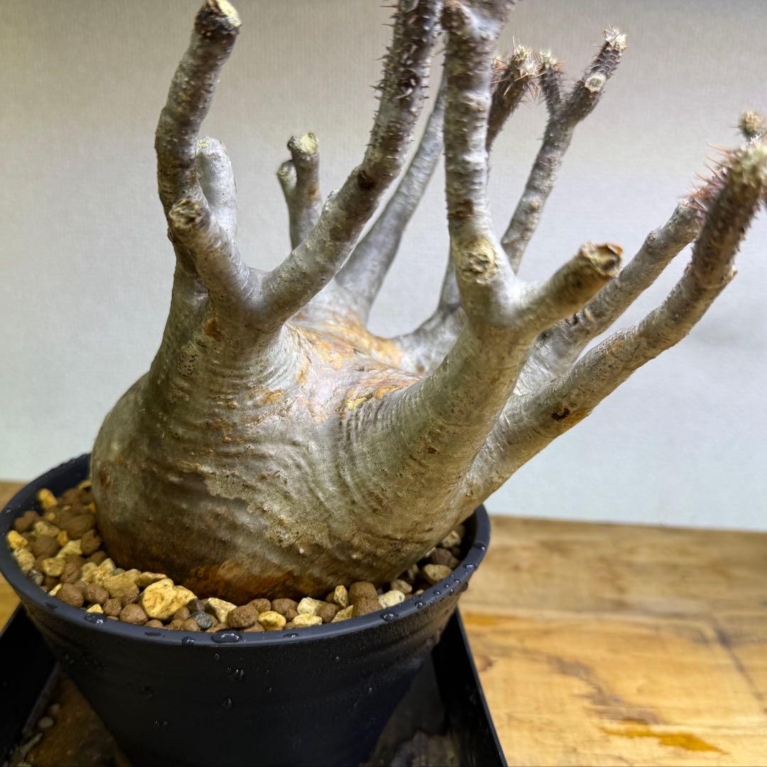 パキポディウム グラキリス 現地球 発根管理中