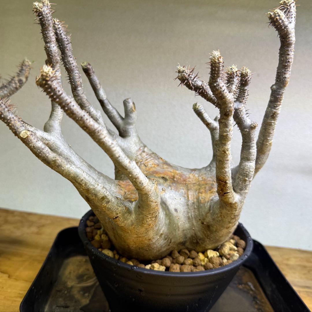 パキポディウム グラキリス 現地球 発根管理中