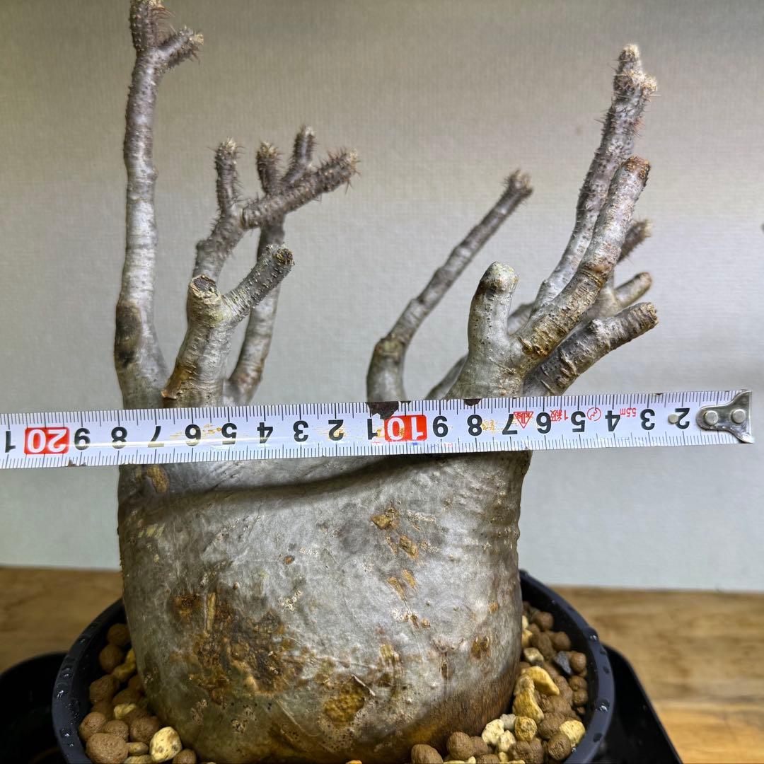 パキポディウム グラキリス 現地球 発根管理中