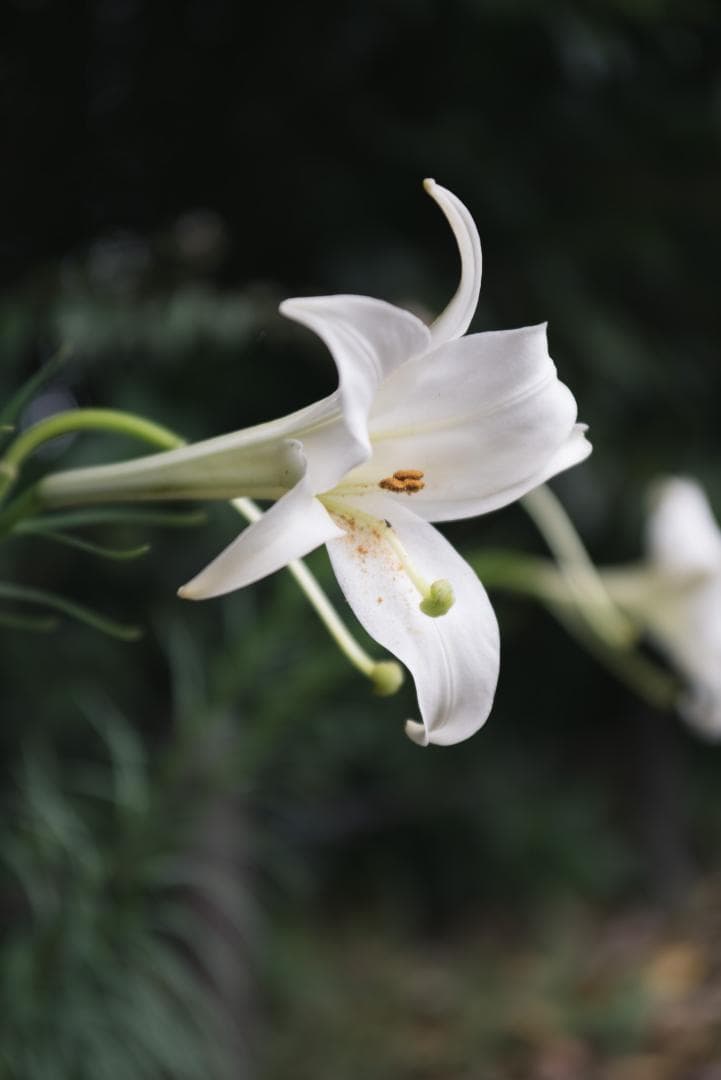 標準ズームの礎！RIKENON P ZOOM 28-70mm オールドレンズ