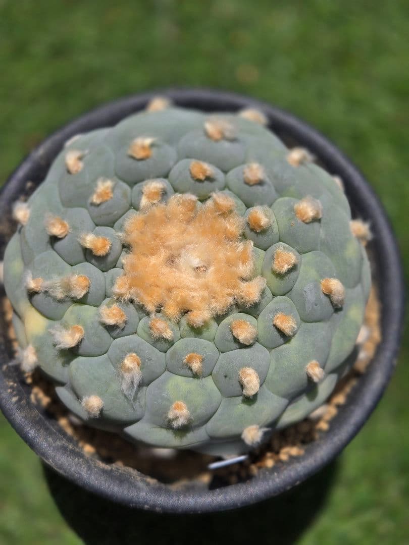 疣銀冠玉錦-実生