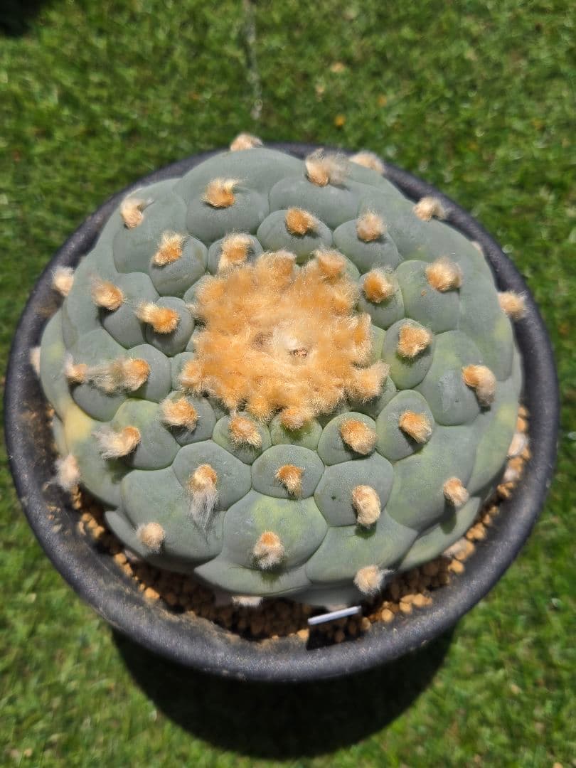 疣銀冠玉錦-実生