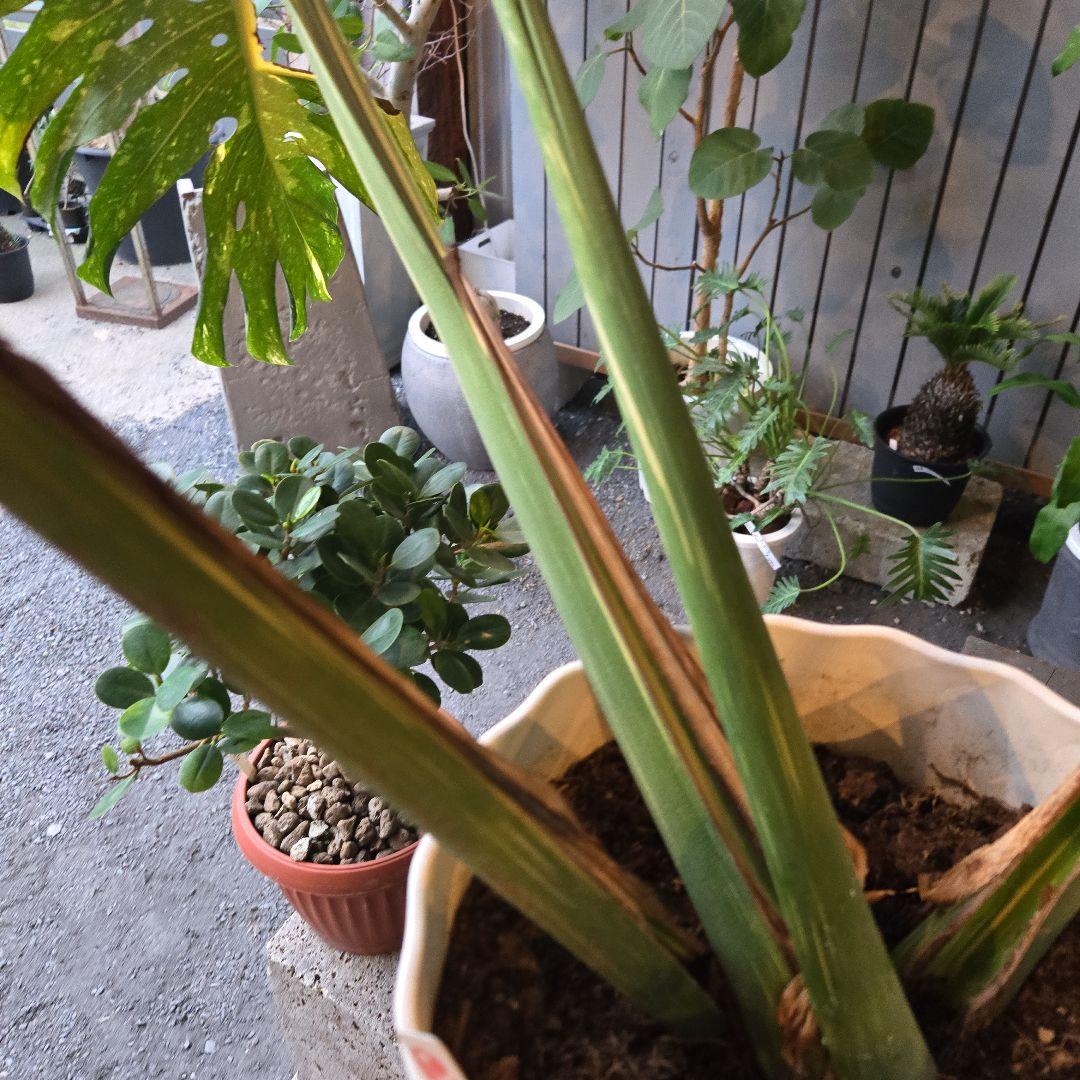 ⑯　モンステラ　斑入り　イエローモンスター特大苗木最高等級極上品‼️