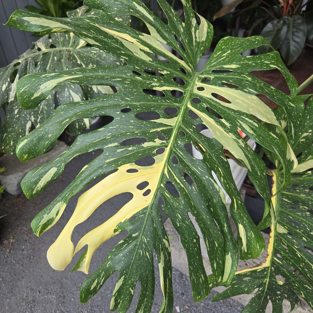 ⑯　モンステラ　斑入り　イエローモンスター特大苗木最高等級極上品‼️