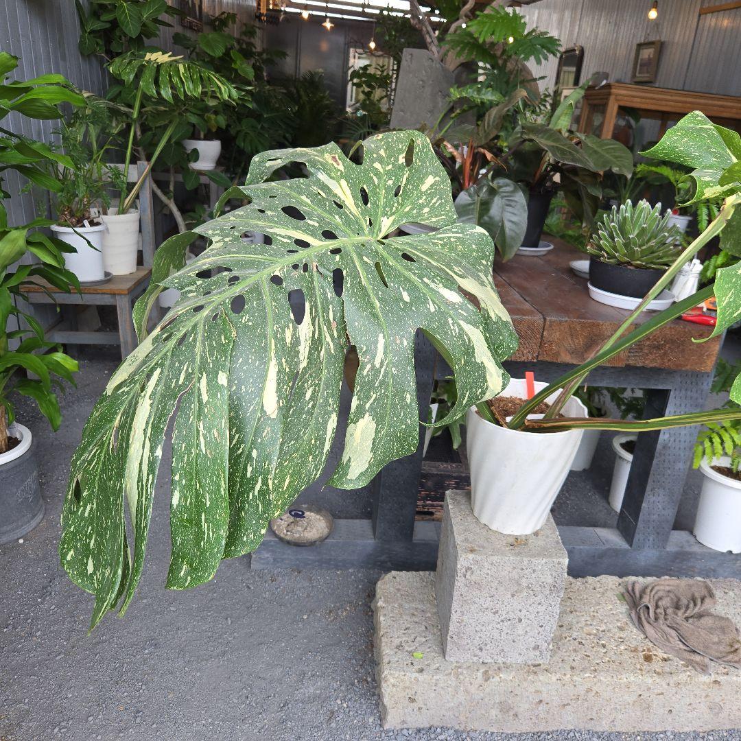 ⑯　モンステラ　斑入り　イエローモンスター特大苗木最高等級極上品‼️