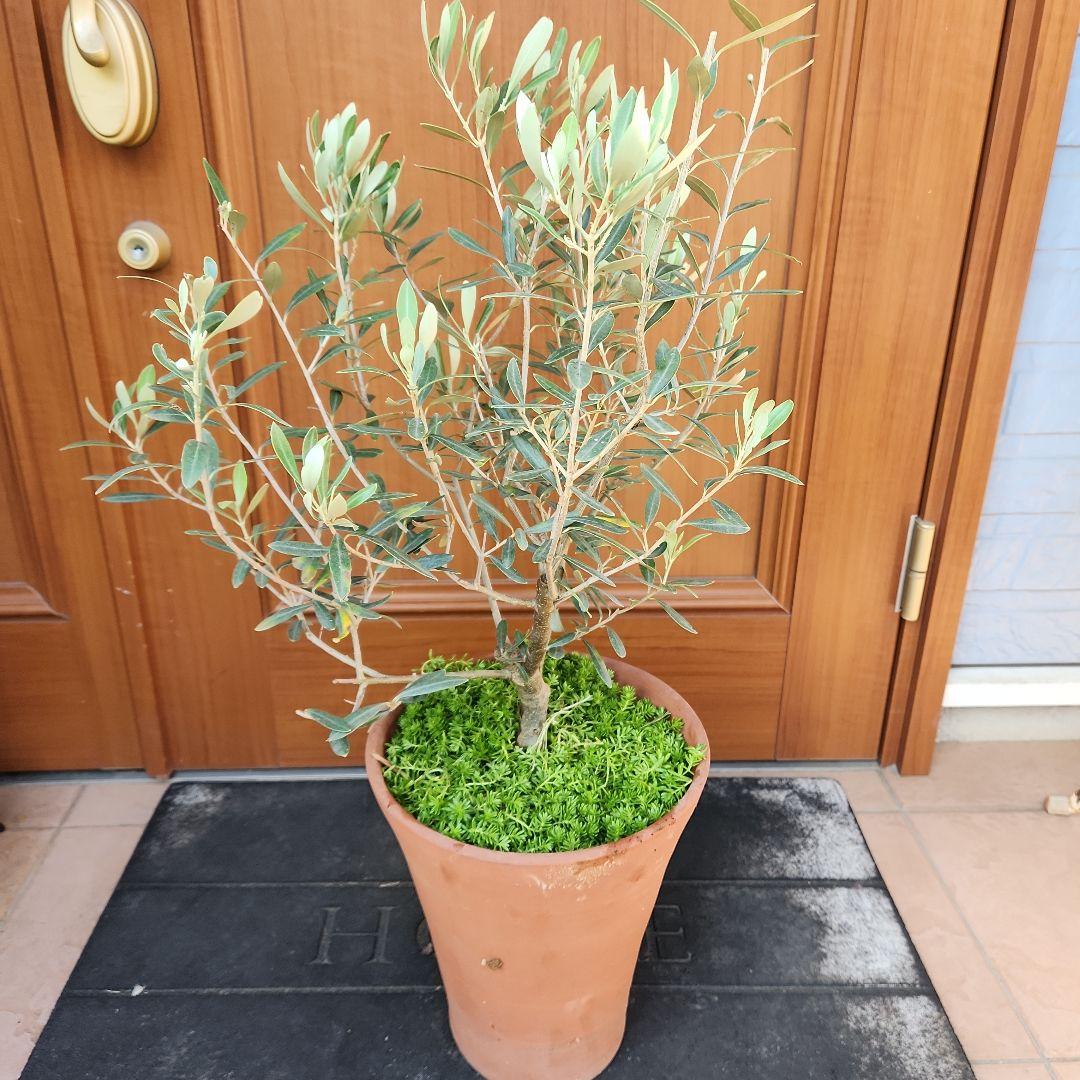 オリーブの木 チプレッシーノ SOUJU 8号鉢植え