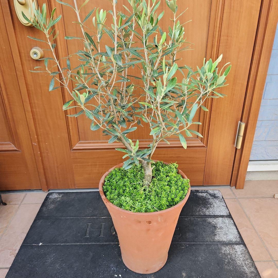 オリーブの木 チプレッシーノ SOUJU 8号鉢植え
