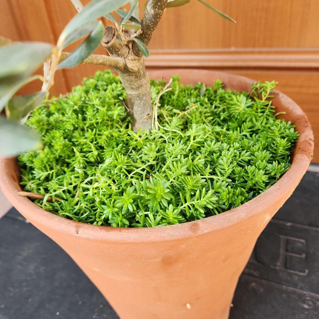 オリーブの木 チプレッシーノ SOUJU 8号鉢植え