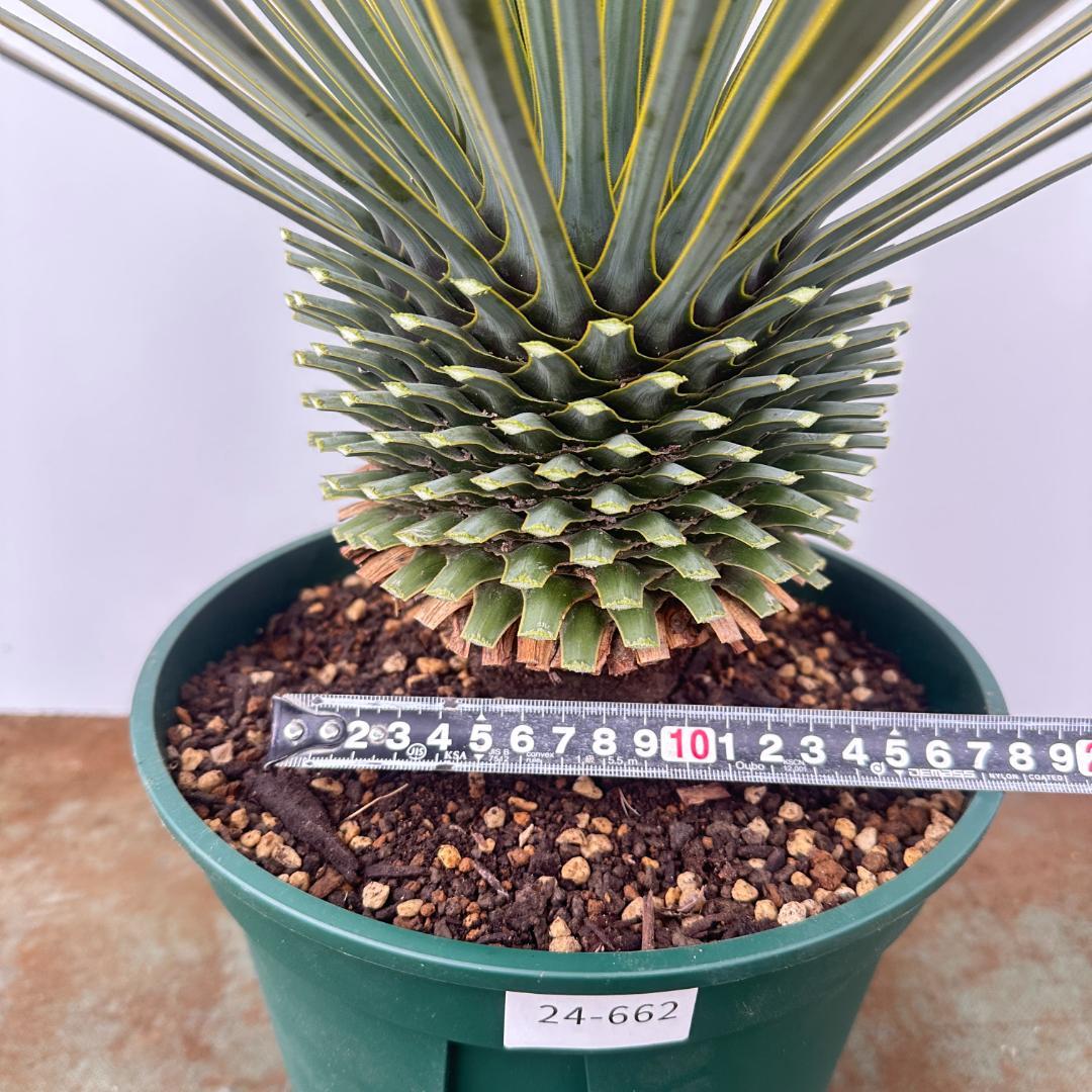 ユッカ　ロストラータ【24-662】超美形　シルバーブルー