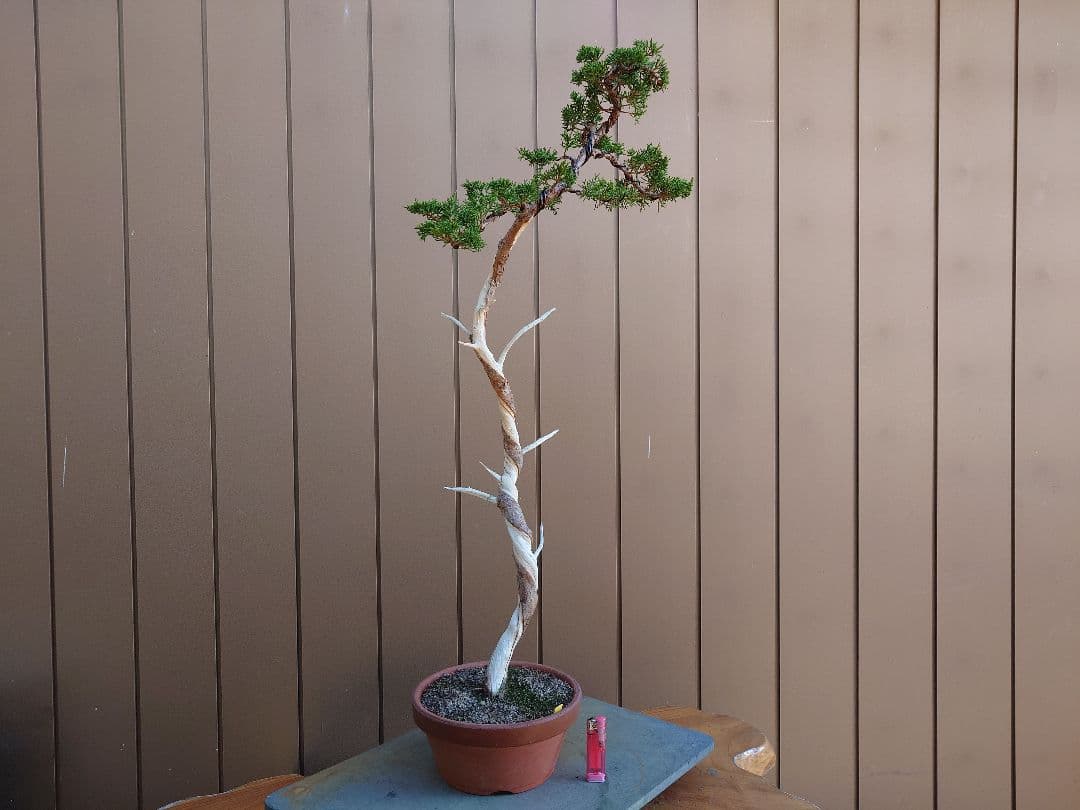 盆栽　糸魚川真柏　樹高80cm