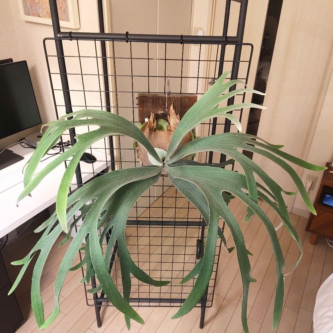 P.Andinum x P.Banna #A 現品