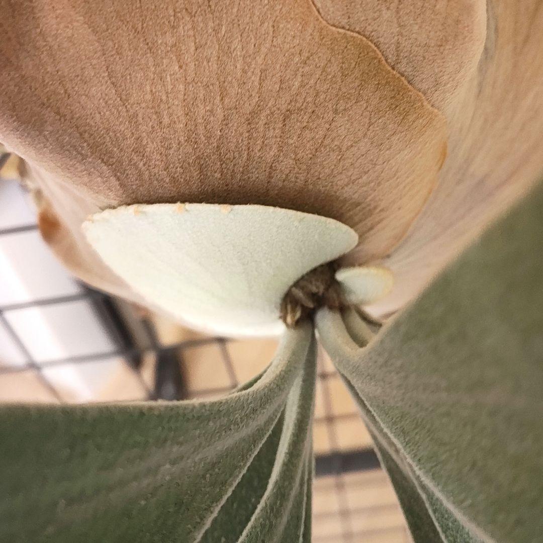 P.Andinum x P.Banna #A 現品