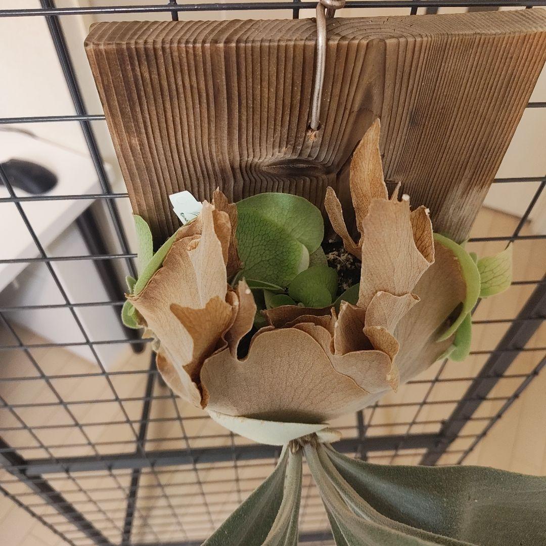 P.Andinum x P.Banna #A 現品