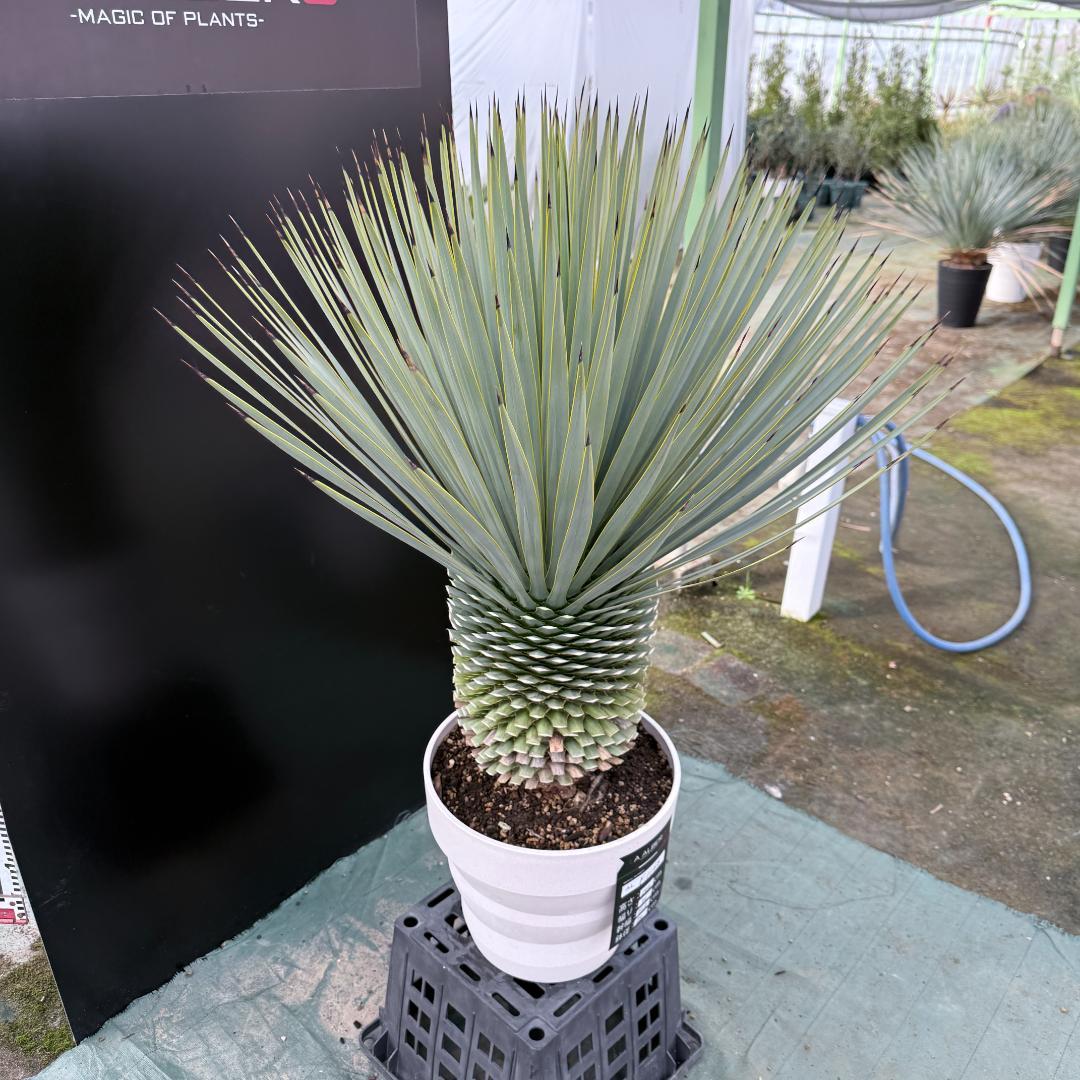 【AL-F1166】ユッカロストラータ　ホワイト個体