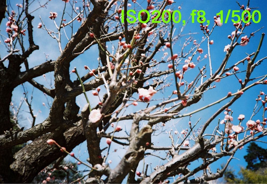 OLYMPUS XA フィルムカメラ レンジファインダー 動作品