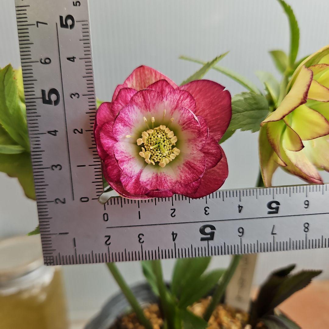 ㉖-267クリスマスローズ