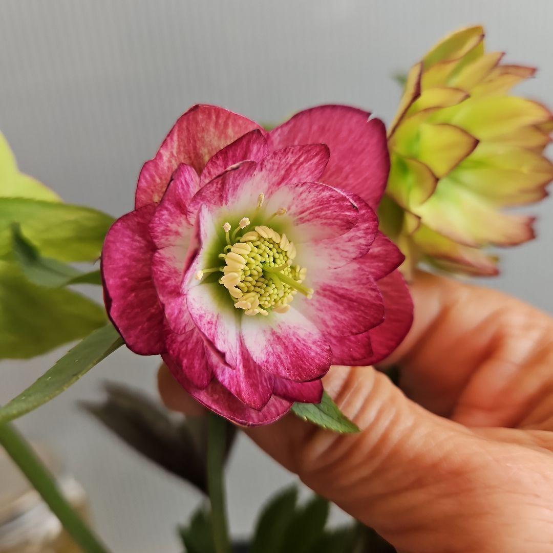 ㉖-267クリスマスローズ