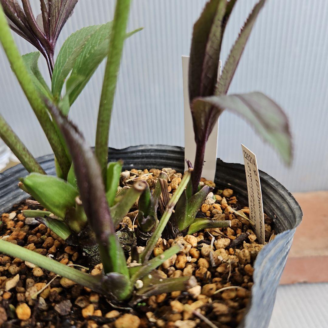 ㉖-267クリスマスローズ