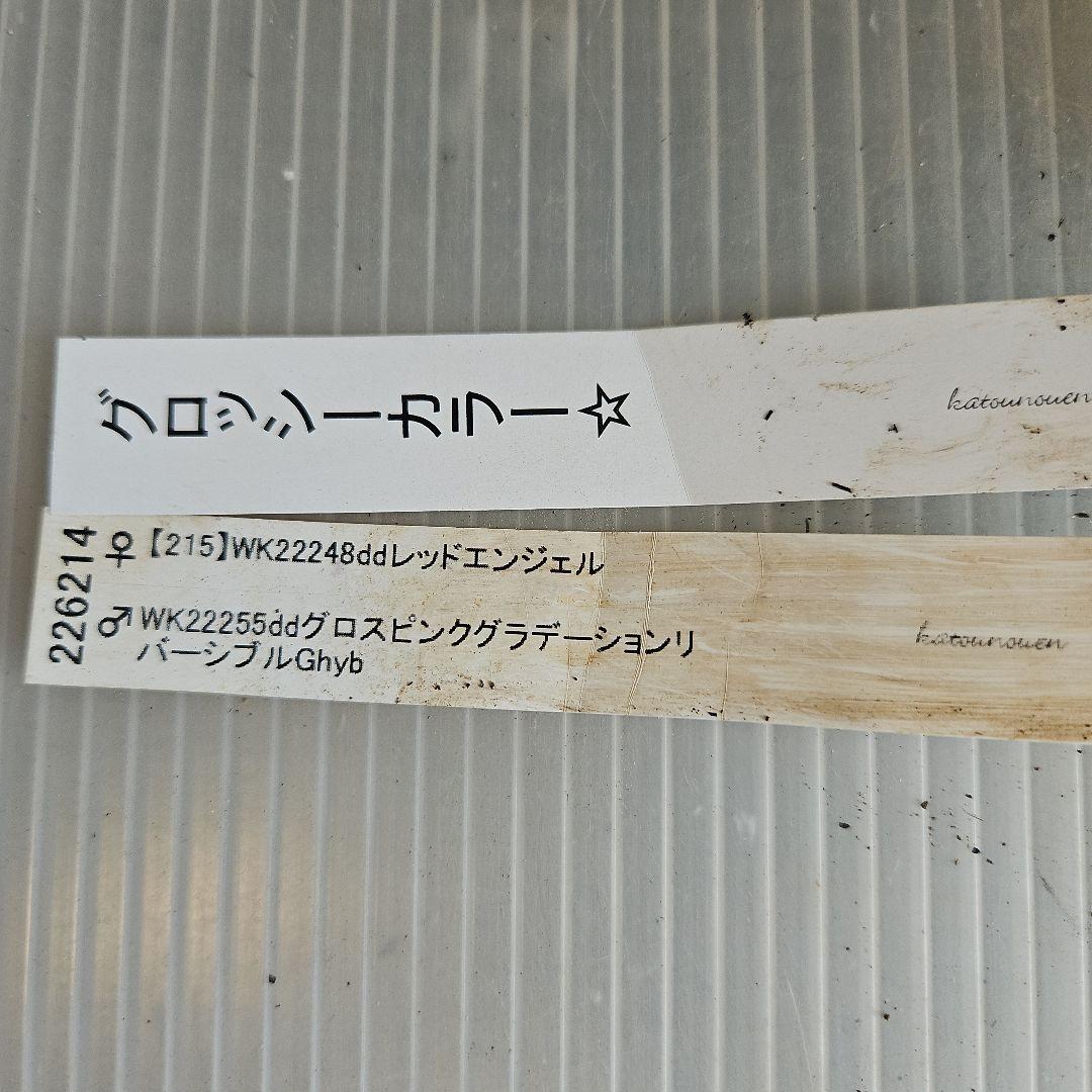 ㉖-267クリスマスローズ