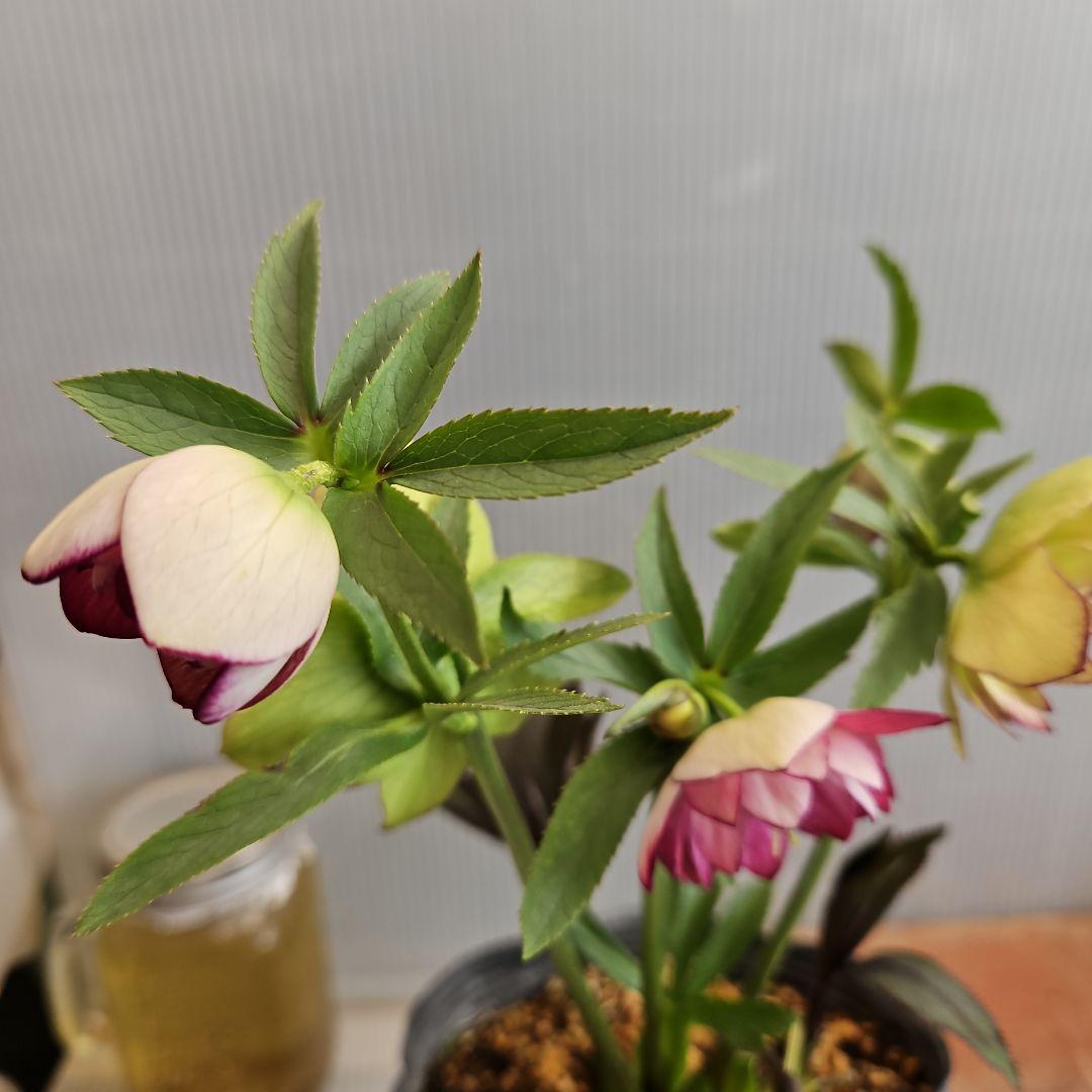 ㉖-267クリスマスローズ