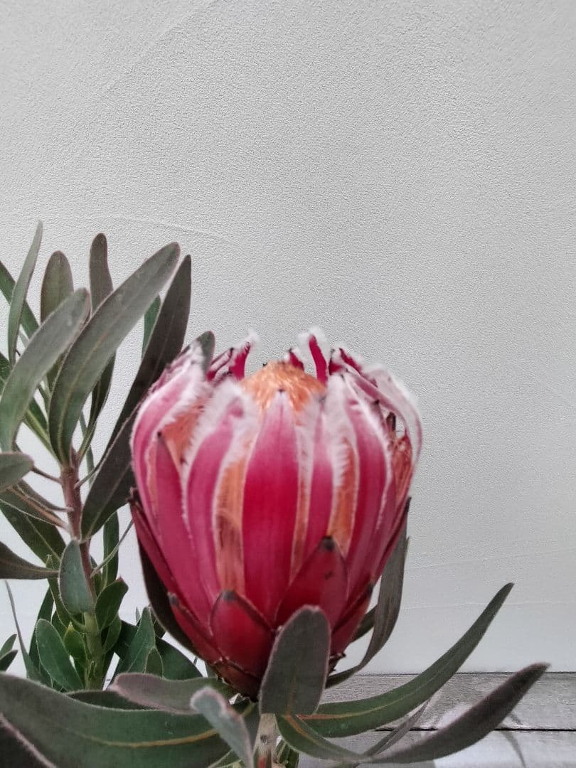 希少　プロテア　フロステッドファイヤー　良株