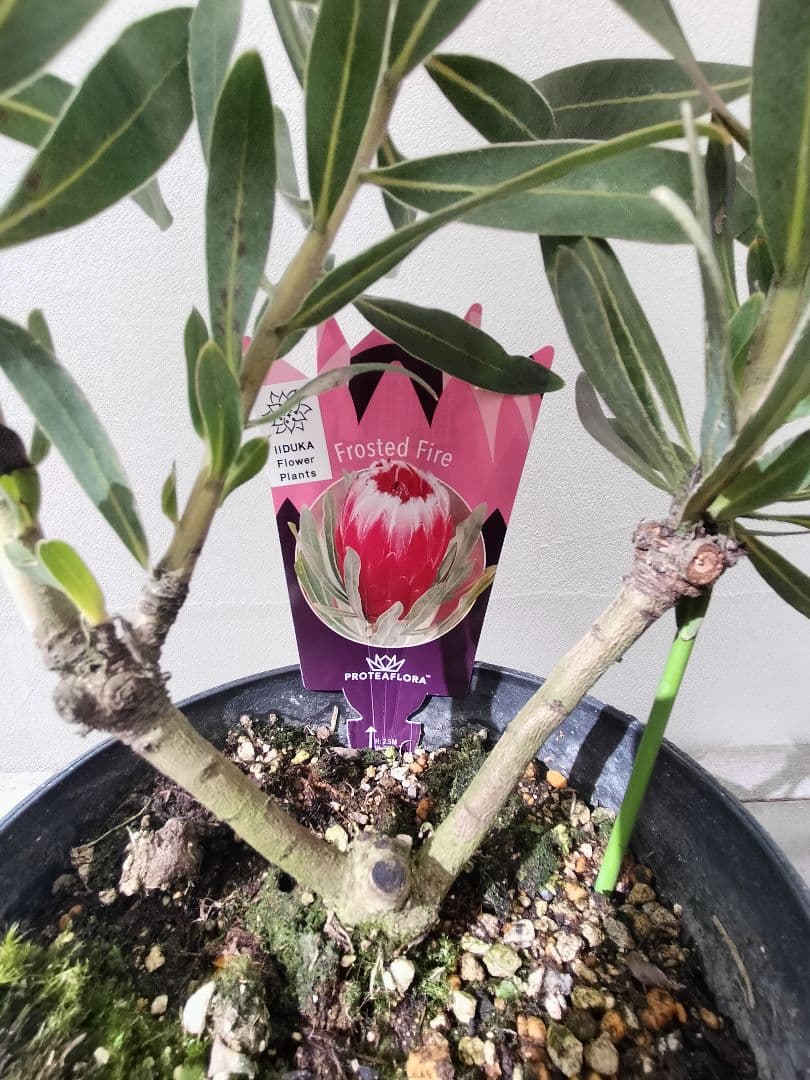希少　プロテア　フロステッドファイヤー　良株