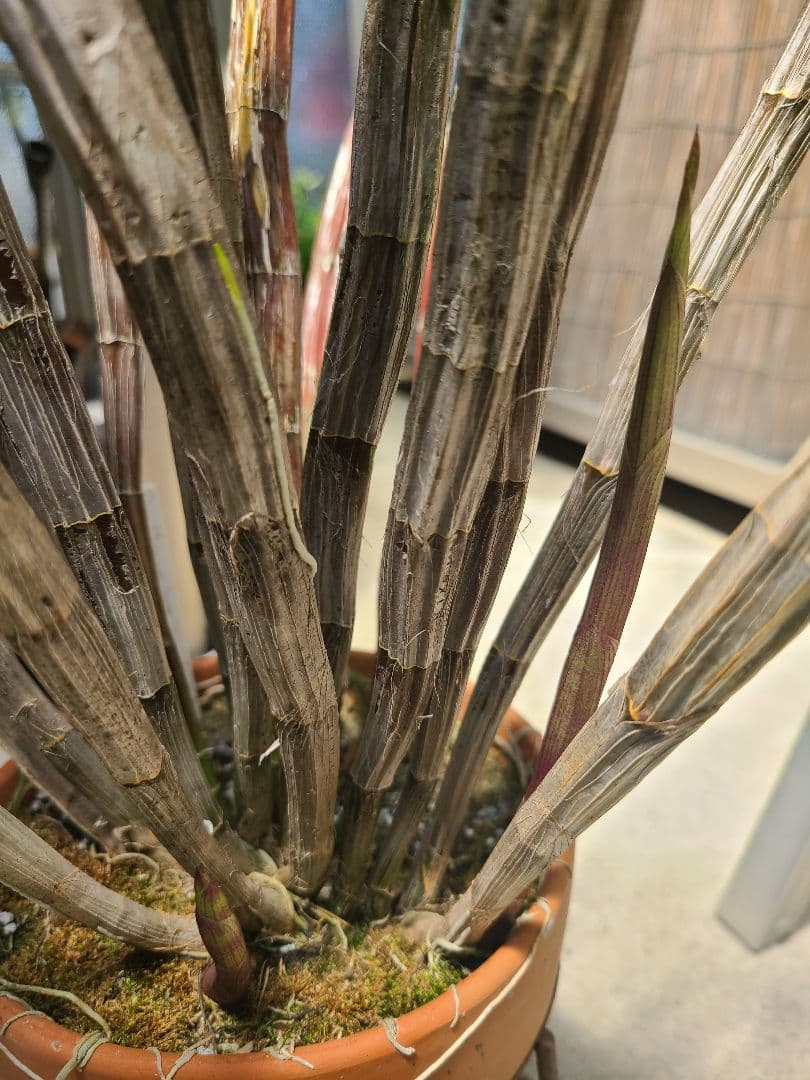 洋蘭　Den.MaroonStar'Cavalier'