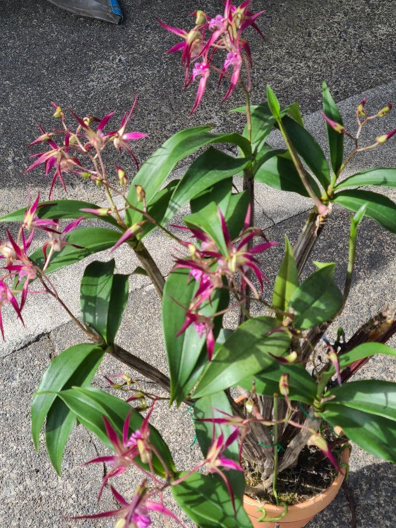 洋蘭　Den.MaroonStar'Cavalier'