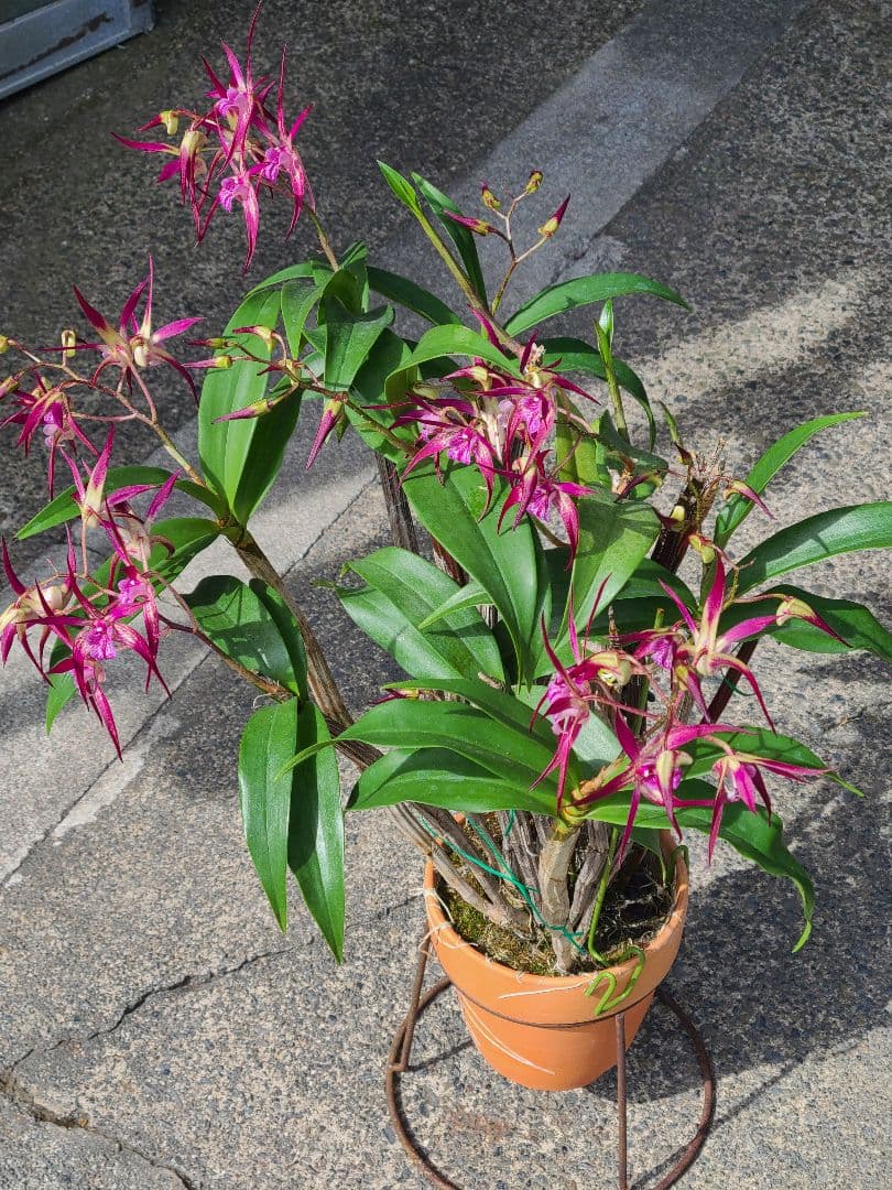 洋蘭　Den.MaroonStar'Cavalier'