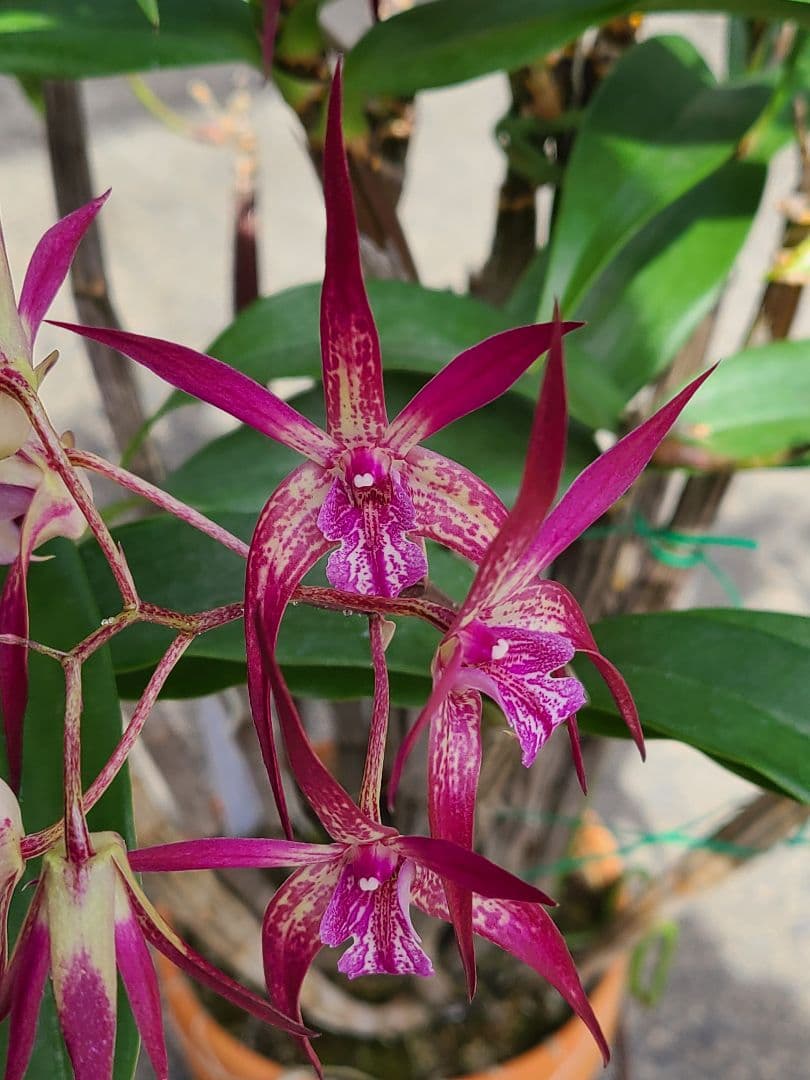 洋蘭　Den.MaroonStar'Cavalier'