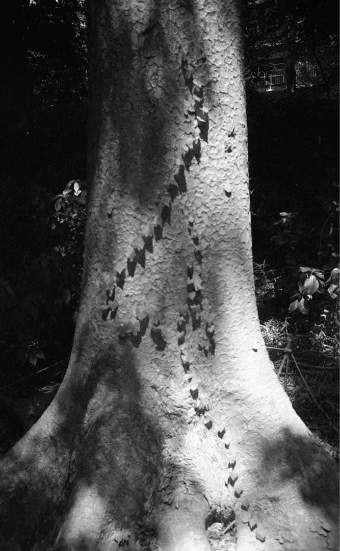 ライカ　Summaron 35mm f/2.8 L39マウント