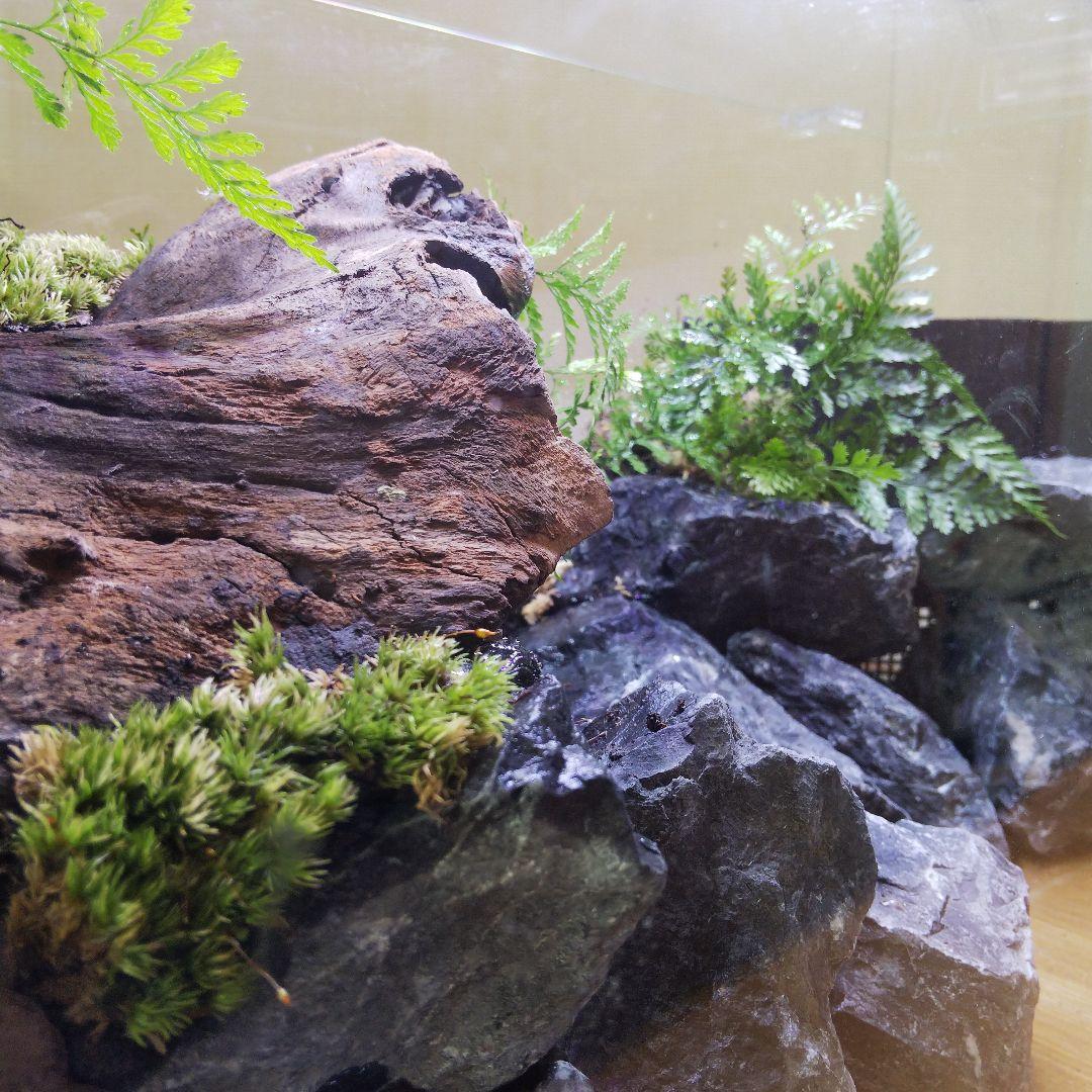 【完成品】滝のあるアクアテラリウム　イモリウム　苔テラリウム　アクアテラリウム