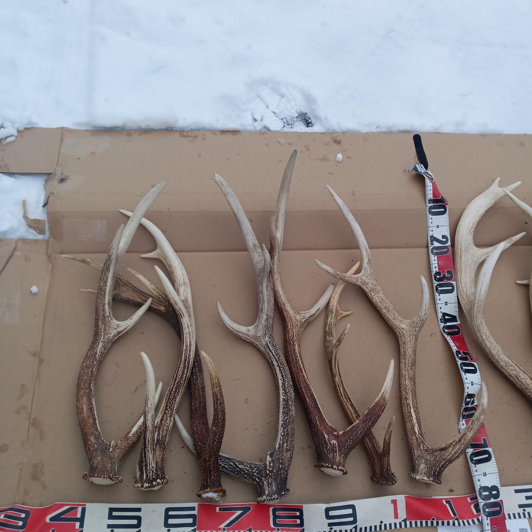 S*i様 蝦夷鹿の大型の角 犬用おもちゃ 工芸品などに １２番