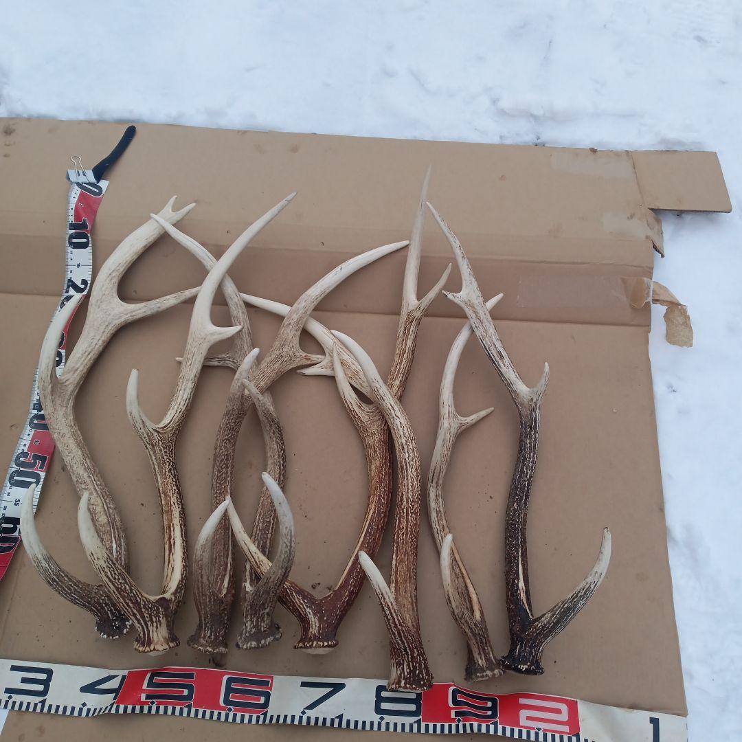 S*i様 蝦夷鹿の大型の角 犬用おもちゃ 工芸品などに １２番