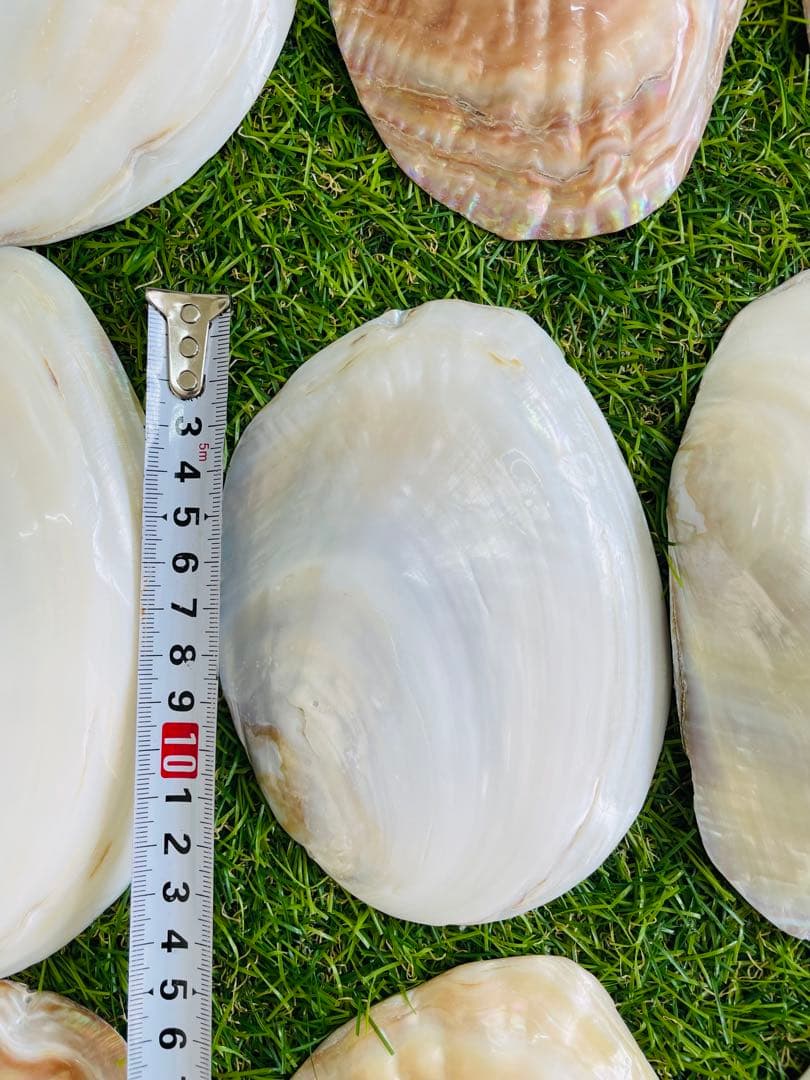 天然白蝶貝 シェル皿 25枚セット インテリア装飾用