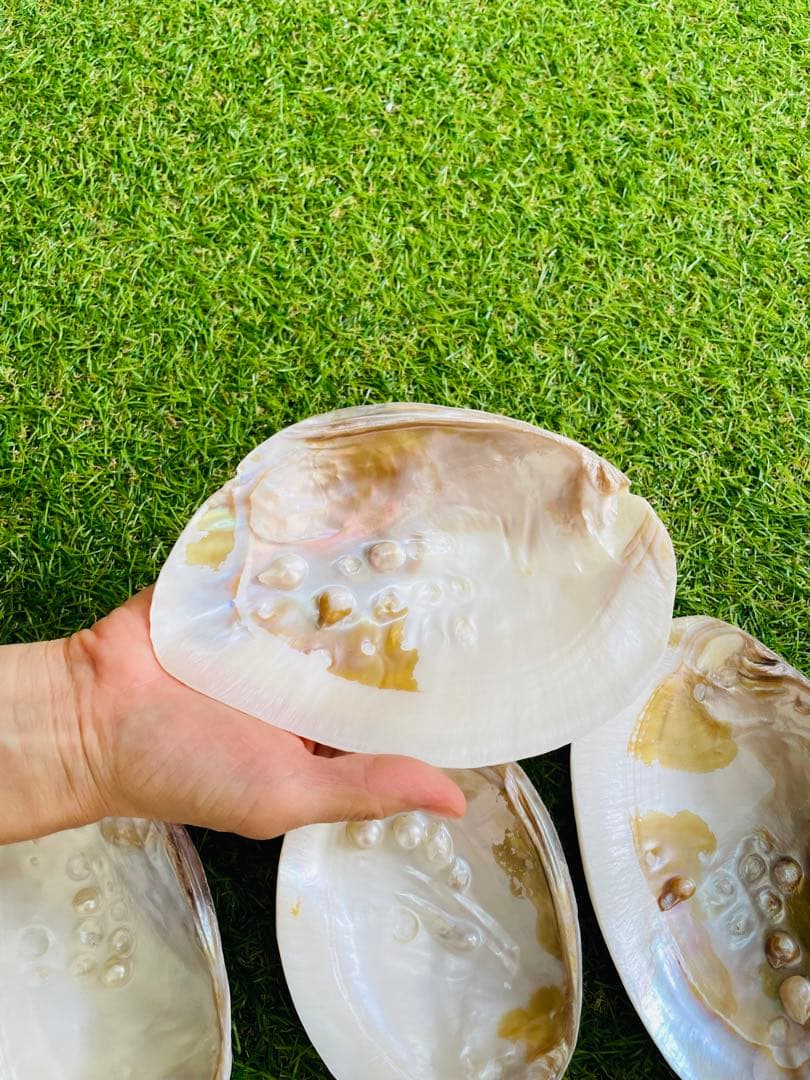 天然白蝶貝 シェル皿 25枚セット インテリア装飾用